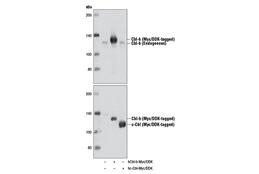 Western blot analysis of extracts from 293T cells, either mock transfected (-) or transfected with constructs expressing Myc/DDK-tagged full-length human Cbl-b (hCbl-b-Myc/DDK; +) and Myc/DDK-tagged full-length human c-Cbl (hc-Cbl-Myc/DDK; +), using Cbl-b (D3C12) Rabbit mAb (upper) or DYKDDDDK Tag Antibody #2368 (lower).