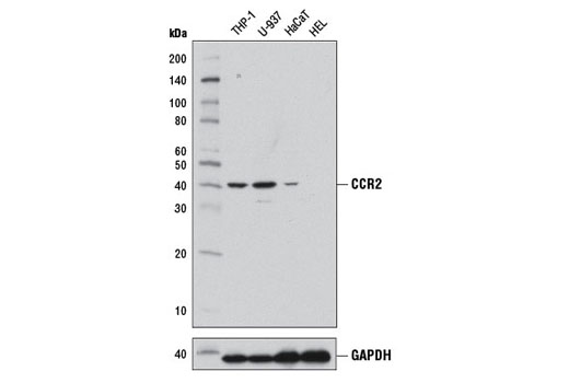 Western blot analysis of extracts from various cell lines using CCR2 (D14H7) Rabbit mAb (upper) or GAPDH (D16H11) XP ® Rabbit mAb #5174 (lower). HEL cells are reported to be negative for CCR2 expression (2).