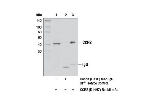 Immunoprecipitation of CCR2 from THP-1 cell extracts using Rabbit (DA1E) mAb IgG XP ® Isotype Control #3900 (lane 2) or CCR2 (D14H7) Rabbit mAb (lane 3). Lane 1 is 10% input. Western blot analysis was performed using CCR2 (D14H7) Rabbit mAb.