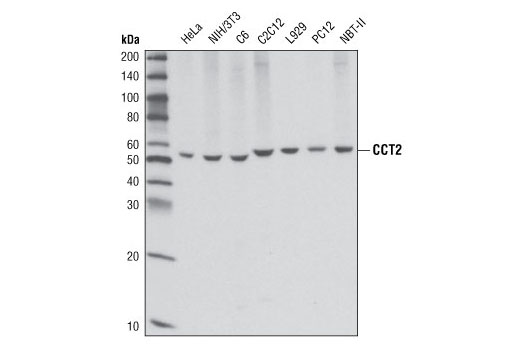 Western blot analysis of extracts from various cell lines using CCT2 Antibody.
