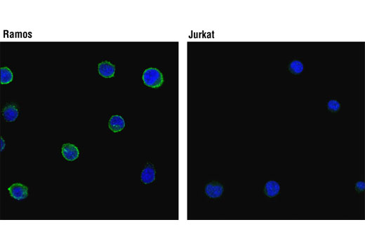 Confocal immunofluorescent analysis of Ramos (+) (left) and Jurkat (-) (right) cells using CD19 Antibody (green). Blue pseudocolor = DRAQ5 ® #4084 (fluorescent DNA dye).
