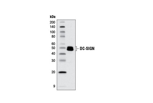 Western blot analysis of extracts from human monocyte-derived dendritic cells using DC-SIGN (D7F5C) XP ® Rabbit mAb.