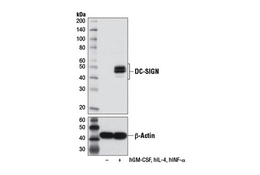 Western blot analysis of extracts from MUTZ-3 cells, undifferentiated (-) or differentiated (+) into interstitial dendritic cells with Human Granulocyte Macrophage Colony Stimulating Factor (hGM-CSF) #8922 (100 ng/ml), Human Interleukin-4 (hIL-4) #8919 (100 ng/ml), and Human Tumor Necrosis Factor-α (hTNF-α) #8902 (2.5 ng/ml) for 7 d, using DC-SIGN (D7F5C) XP ® (upper) or β-Actin (D6A8) Rabbit mAb #8457 (lower).