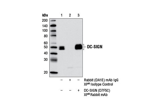 Immunoprecipitation of DC-SIGN from MUTZ-3 cell extracts differentiated into interstitial dendritic cells with Human Granulocyte Macrophage Colony Stimulating Factor (hGM-CSF) #8922 (100 ng/ml), Human Interleukin-4 (hIL-4) #8919 (100 ng/ml), and Human Tumor Necrosis Factor-α (hTNF-α) #8902 (2.5 ng/ml) for 7 d, using Rabbit (DA1E) mAb IgG XP ® Isotype Control #3900 (lane 2) or DC-SIGN (D7F5C) XP ® Rabbit mAb (lane 3). Lane 1 is 10% input. Western blot analysis was performed using DC-SIGN (D7F5C) XP ® Rabbit mAb.