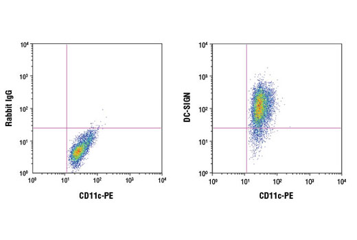 Flow cytometric analysis of human monocyte-derived dendritic cells stained with anti-human CD11c PE and either Rabbit (DA1E) mAb IgG XP ® Isotype Control #3900 (left) or DC-SIGN (D7F5C) XP ® Rabbit mAb (right). Anti-rabbit IgG (H+L), F(ab') 2 Fragment (Alexa Fluor ® 647 Conjugate) #4414 was used as a secondary antibody.