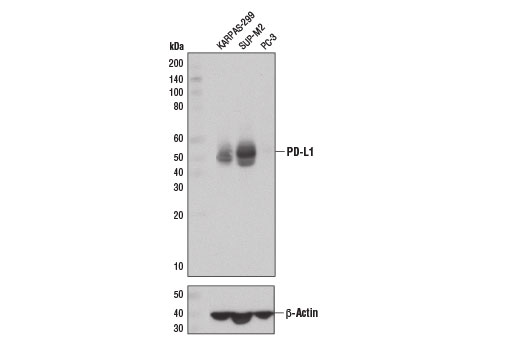 Western blot analysis of extracts from KARPAS-299, SUP-M2, and PC-3 cells using PD-L1 (E1L3N ® ) XP ® Rabbit mAb (upper) and β-Actin (D6A8) Rabbit mAb #8457 (lower).