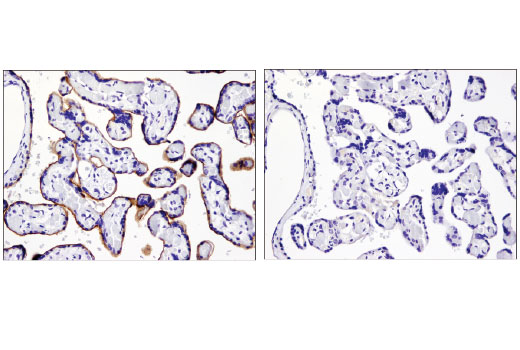 Immunohistochemical analysis of paraffin-embedded human placenta using PD-L1 (E1L3N ® ) XP ® Rabbit mAb in the presence of control peptide (left) or antigen-specific peptide (right).