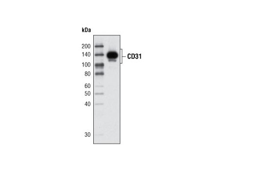 Western blot analysis of extracts from HUVEC cells using CD31 (PECAM-1) (89C2) Mouse mAb.