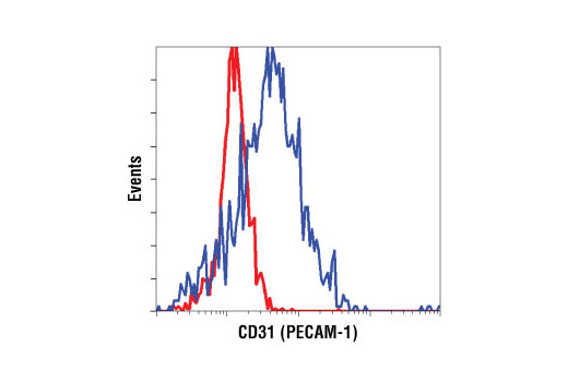 Flow cytometric analysis of HeLa cells (red) and HUVEC (blue), using CD31 (PECAM-1) (89C2) Mouse mAb.