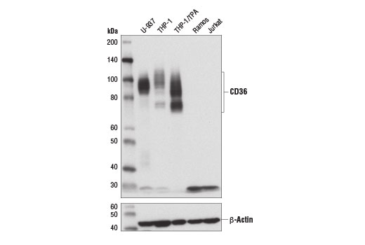 Western blot analysis of extracts from various cell lines using CD36 (D8L9T) Rabbit mAb (upper) and β-Actin (D6A8) Rabbit mAb #8457 (lower). Expression of CD36 was induced in the THP-1 cell line using TPA #4174 (80 nm, 16hrs).
