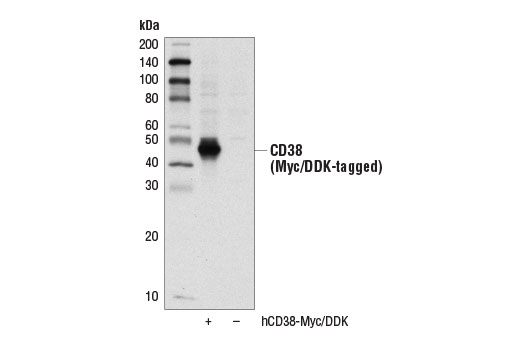 Western blot analysis of extracts from 293 cells, mock transfected (-) or transfected with a construct expressing Myc/DDK-tagged full-length human CD38 protein (hCD38-Myc/DDK; +), using CD38 Antibody.