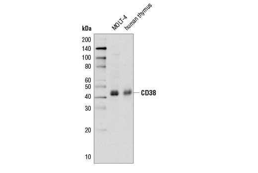 Western blot analysis of extracts from MOLT-4 cells and human thymus using CD38 Antibody.