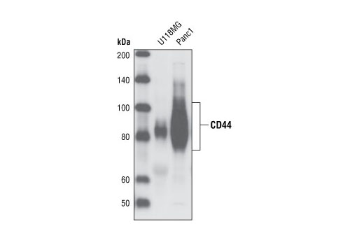 Western blot analysis of extracts from U118MG and Panc1 cells using CD44 Antibody.