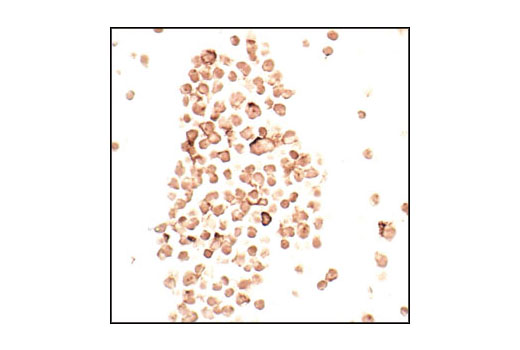 Immunohistochemical analysis of paraffin-embedded Raji cells using CD54/ICAM-1 Antibody.