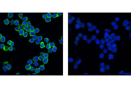 Confocal immunofluorescent analysis of Ramos (left) and Jurkat cells (right) using CD79A Antibody (green). Blue pseudocolor= DRAQ5 ® #4084 (fluorescent DNA dye).