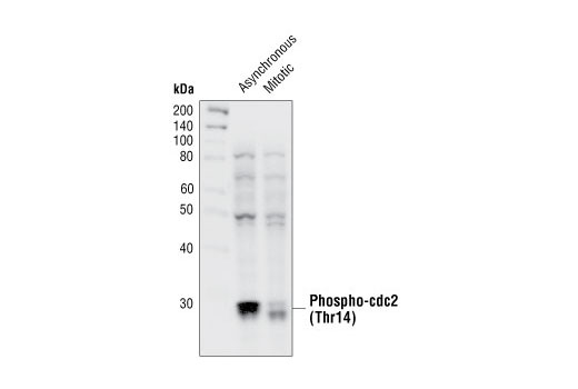 Western blot analysis of extracts from asynchronous and mitotic HeLa cells using Phospho-cdc2 (Thr14) Antibody.