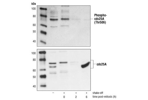 Western blot analysis of extracts from asynchronous (lane 1) or synchronized (lanes 2-4) NIH/3T3 cells, using Phospho-cdc25A (Thr506) Antibody #3654 (upper) or cdc25A Antibody (lower). Cells were synchronized by mitotic shake-off and replated for the indicated times.