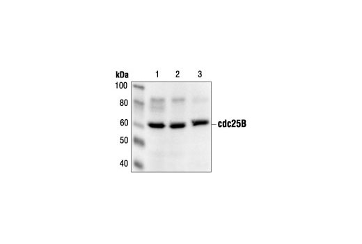 Western blot analysis of extracts from HT29 cells, untreated (lane 1), hydroxyurea-treated (2 mM, G1/S, lane 2), and nocodazole-treated (50 ng/ml, M, lane 3), using cdc25B Antibody.