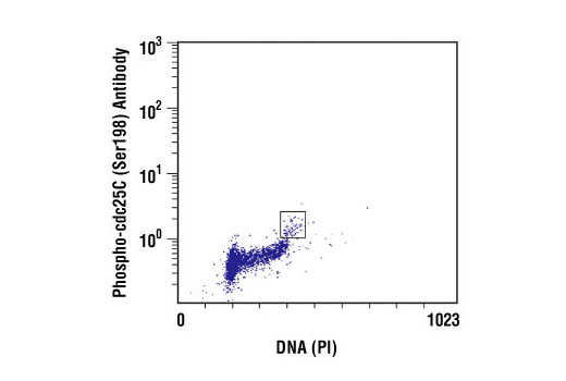 Flow cytometric analysis of untreated Jurkat cells, using Phospho-cdc25C (Ser198) Antibody versus propidium iodide (DNA content). The boxed population indicates phospho-cdc25C (Ser198)-positive cells.