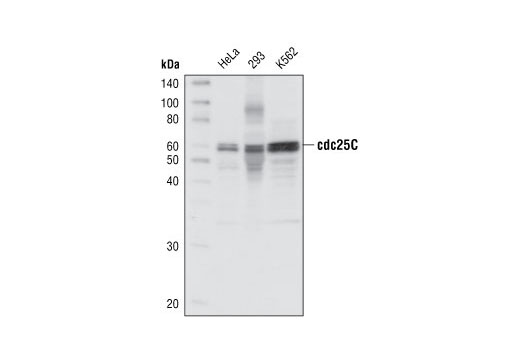 Western blot analysis of extracts from HeLa, 293 and K562 cells, using cdc25C (5H9) Rabbit mAb.