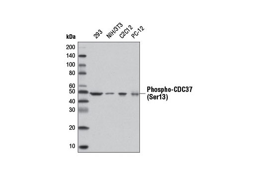 Western blot analysis of extracts from various cell lines using Phospho-CDC37 (Ser37) (D8P8F) Rabbit mAb.