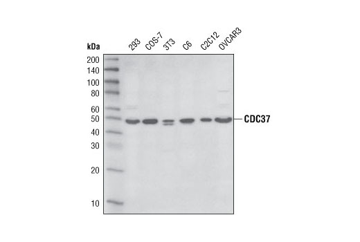 Western blot analysis of extracts from various cell lines using CDC37 (D11A3) XP ® Rabbit mAb.