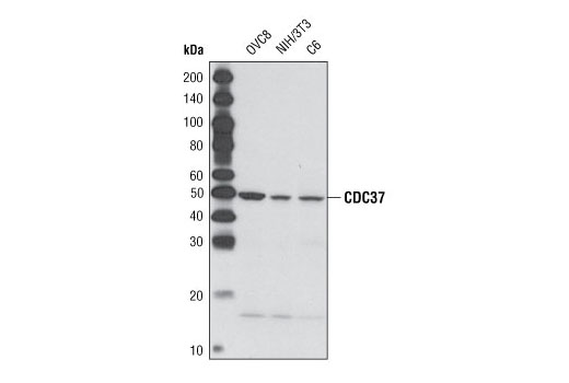 Western blot analysis of extracts from various cell lines using CDC37 (V297) Antibody.