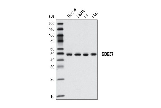 Western blot analysis of extracts from various cell lines using CDC37 (V367) Antibody.