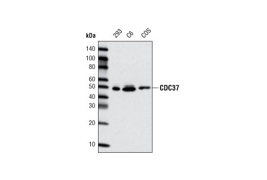 Western blot analysis of extracts from 293, C6 and COS cells using CDC37 (D28H7) Rabbit mAb.