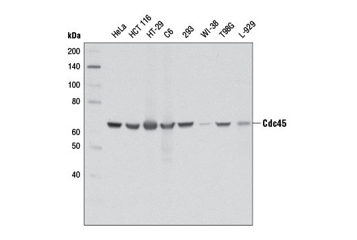 Western blot analysis of extracts from various cell lines using Cdc45 (D7G6) Rabbit mAb.