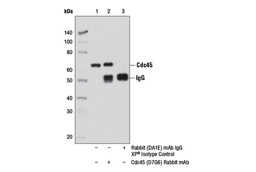 Immunoprecipitation of cdc45 from Jurkat cell extracts, using Cdc45 (D7G6) Rabbit mAb (lane 2) or Rabbit (DA1E) mAb IgG XP ® Isotype Control #3900 (lane 3). Lane 1 is 10% input. Western blot analysis was performed using Cdc45 (D7G6) Rabbit mAb.