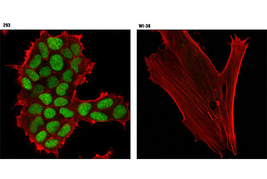 Confocal immunofluorescent analysis of 293 (left) and WI-38 (right) cells using Cdc45 (D7G6) Rabbit mAb (green) and β-Actin (8H10D10) Mouse mAb #3700 (red).