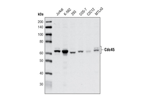 Western blot analysis of extracts from various cell types using Cdc45 Antibody.