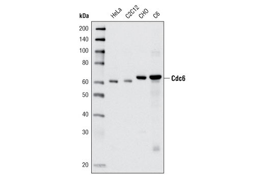 Western blot analysis of extracts from various cell types using Cdc6 (C42F7) Rabbit mAb.