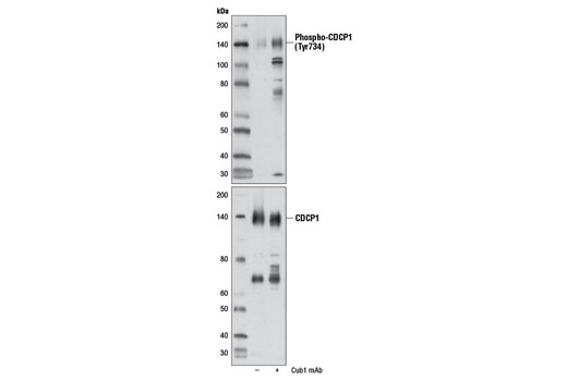 Western blot analysis of extracts from HCT 116 cells, untreated (-) or treated with Cub1 mAb (+), using Phospho-CDCP1 (Tyr734) Antibody (upper) or CDCP1 Antibody #4115 (lower).