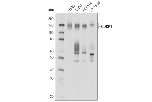 Western blot analysis of extracts from various cell lines using CDCP1 (D8M5K) Rabbit mAb.