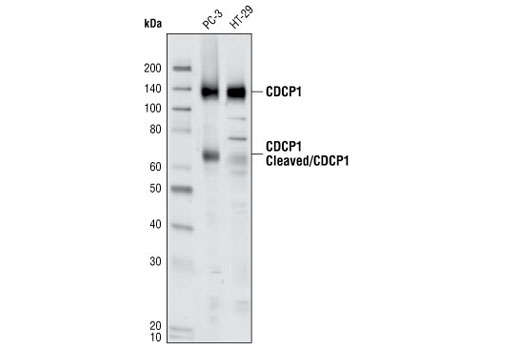 Western blot analysis of extracts from PC3 and HT29 cells using CDCP1 Antibody.