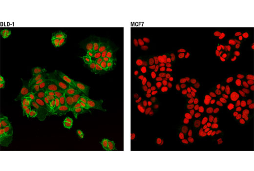 Confocal immunofluorescent analysis of DLD-1 (left) and MCF7 (right) cells using CDCP1 Antibody (green). Red = Propidium Iodide (PI)/RNase Staining Solution #4087 (fluorescent DNA dye).