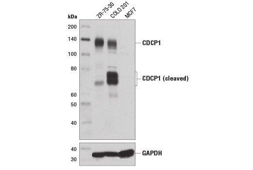 Western blot analysis of extracts from COLO 201 and ZR-75-30 cells using CDCP1 (D1W9N) Rabbit mAb (upper) and GAPDH (D16H11) XP ® Rabbit mAb #5174 (lower). As expected, MCF7 cells are negative for CDCP1.