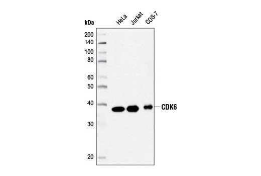 Western blot analysis of extracts from HeLa, Jurkat, and COS-7 cells using CDK6 (D4S8S) Rabbit mAb.