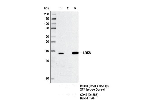 Immunoprecipitation of CDK6 from HeLa cell extracts using Rabbit (DA1E) mAb IgG XP ® Isotype Control #3900 (lane 2) or CDK6 (D4S8S) Rabbit mAb (lane 3). Lane 1 is 10% input. Western blot was performed using CDK6 (DCS83) Mouse mAb #3136.