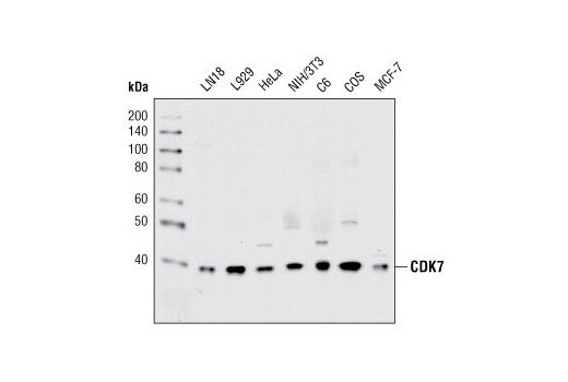 Western blot analysis of extracts from various cell types using CDK7 Antibody.
