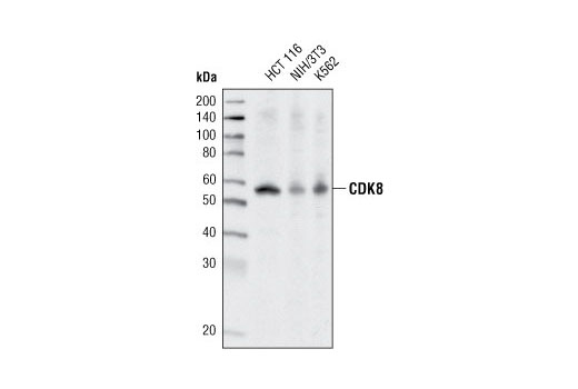 Western blot analysis of extracts from various cell lines using CDK8 (P455) Antibody.