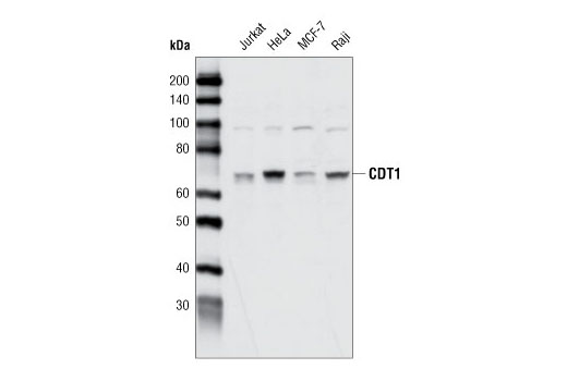 Western blot analysis of extracts from various cell types using CDT1 Antibody.