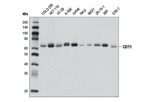 Western blot analysis of extracts from various cell lines using CDT1 (D10F11) Rabbit mAb.