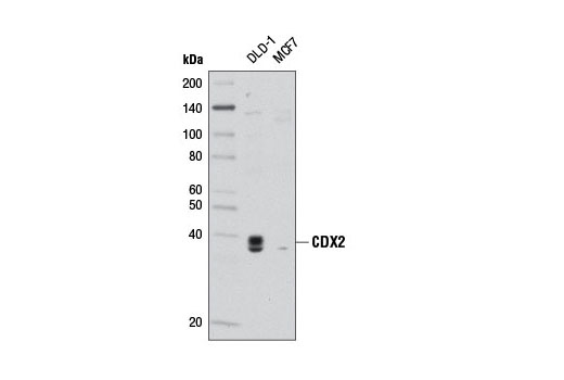Western blot analysis of extracts from DLD-1 and MCF7 (CDX2-null) cells using CDX2 Antibody.