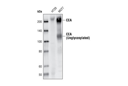 Western blot analysis of extracts from HT29 and MCF7 cells, using CEA/CD66e (CB30) Mouse mAb.