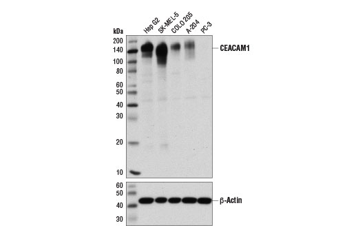 Western blot analysis of extracts from various cell lines using CEACAM1 (D1P4T) Rabbit mAb (upper) and β-Actin (D6A8) Rabbit mAb #8457 (lower).