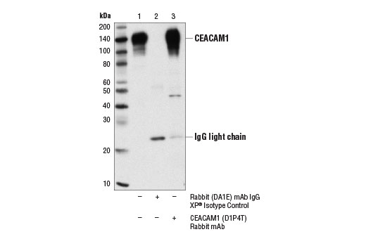 Immunoprecipitation of CEACAM1 from SK-MEL-5 cell extracts using Rabbit (DA1E) mAb IgG XP ® Isotype Control #3900 (lane 2) or CEACAM1 (D1P4T) Rabbit mAb (lane 3). Lane 1 is 10% input. Western blot analysis was performed using CEACAM1 (D1P4T) Rabbit mAb. Mouse Anti-rabbit IgG (Conformation Specific) (L27A9) mAb #3678 was used as a secondary antibody.