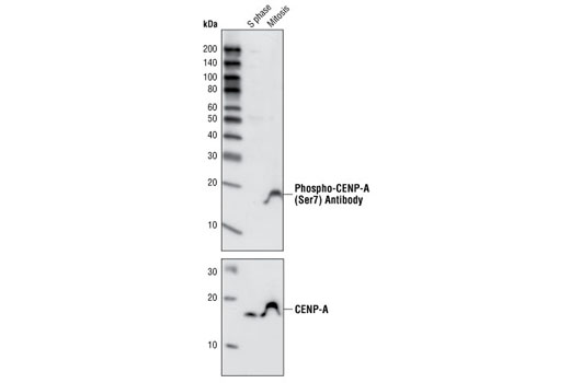 Western blot analysis of extracts from HeLa cells arrested in S phase or mitosis using Phospho-CENP-A (Ser7) Antibody (upper panel) or CENP-A Antibody #2186 (lower panel). S phase cells were treated for 12 hours with thymidine (2 mM), rinsed three times, released into normal growth medium for 10 hours and then treated an additional 12 hours with thymidine before harvesting. Mitotic cells were treated for 12 hours with thymidine, rinsed three times and then treated for 16 hours with paxitaxol (500 nM final).